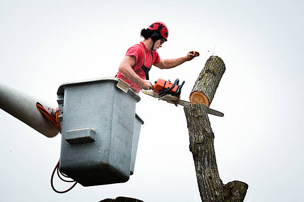 Best Palm Tree Trimming  in Socastee, SC